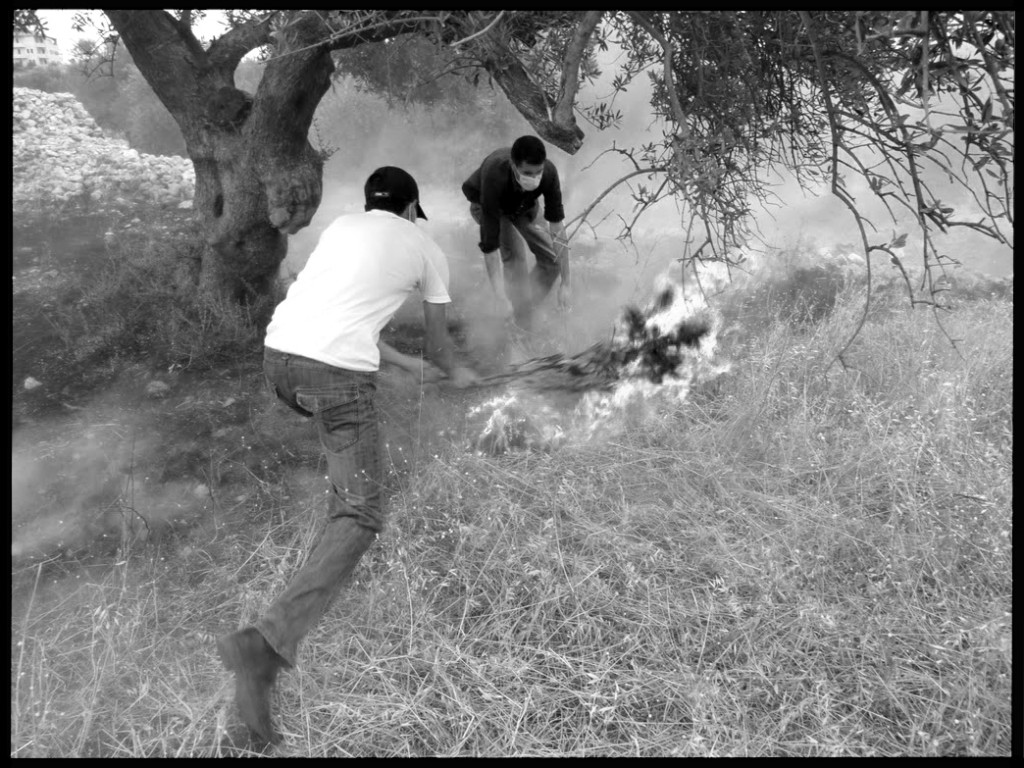 Bi'lin demo - putting out tear gas fires in olive grove- June 23 2010 b-w Bi'lin demo - putting out tear gas fires in olive grove- June 23 2010 b-w